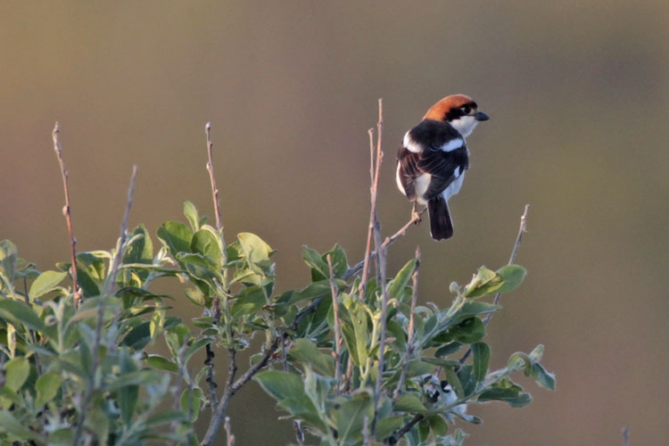 Roodkopklauwier, Texel, NH, 18 mei 2014. - foto: Harvey van Diek