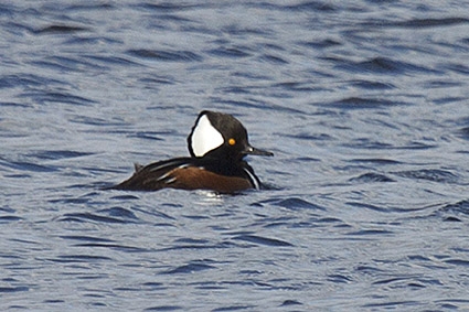 Kokardezaagbek man, Braassemermeer, 22 febr. 2013. - foto: Oscar en Jolanda Balm