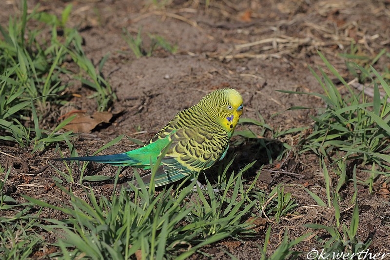 Grasparkiet wildkleur, Drunen (NB), 25 mei 2015. - foto: Koos Werther