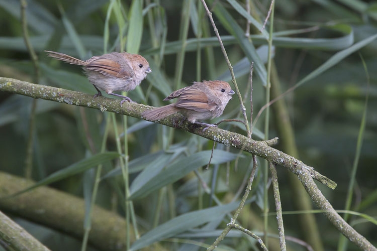 Bruinkopdiksnavelmees 2 ex. Weert (Lim), 22 aug. 2014. - foto: Harvey van Diek