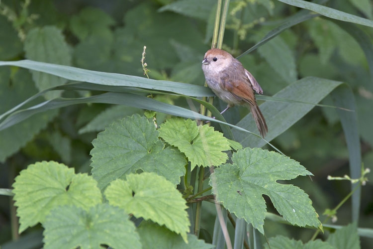 Bruinkopdiksnavelmees, Weert (Lim), 22 aug. 2014. - foto: Harvey van Diek