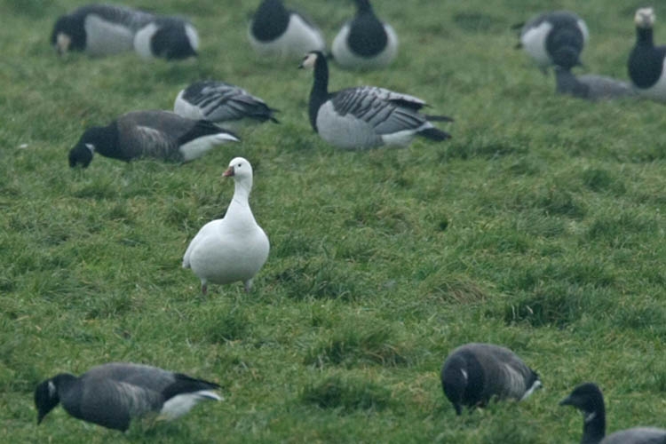 Ross' gans tussen Brandganzen en Rotganzen, Zeeland, 24 dec. 2009. - foto: Harvey van Diek