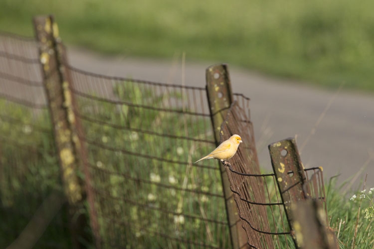 Kanarie, Ooijpolder, Nijmegen, 6 april 2014. - foto: Harvey van Diek