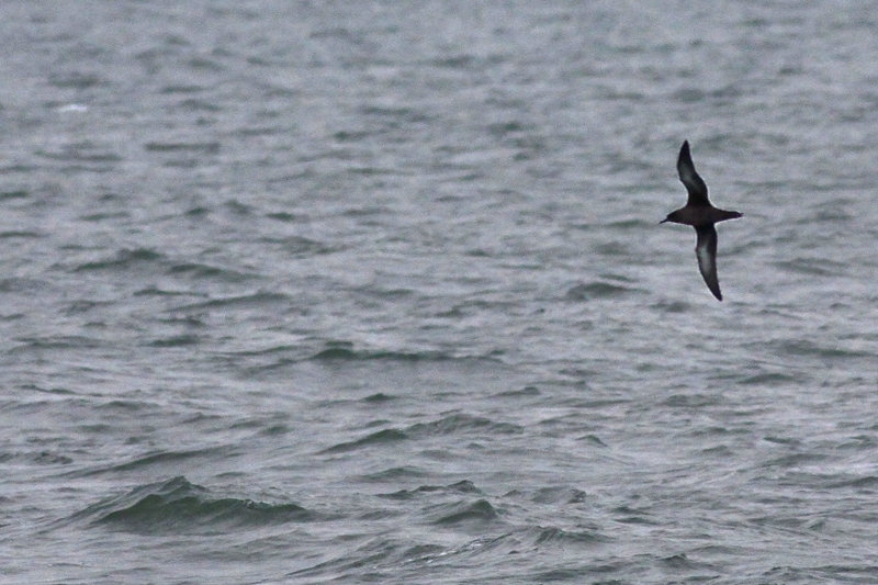 Grauwe Pijlstormvogel keilt over een zee, Voordelta, Walcheren, 24 okt. 2014. - foto: Dio Hornman