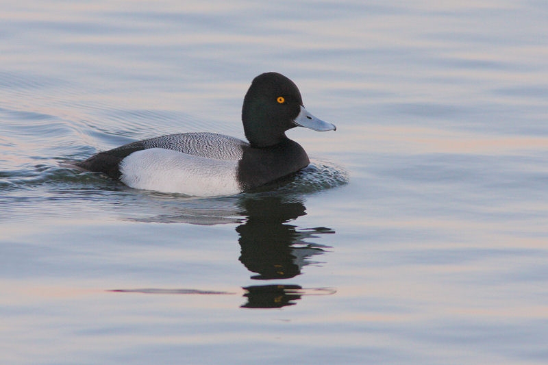 Kleine Topper man, Harderwijk, 28 jan. 2015. - foto: Jaap Denee