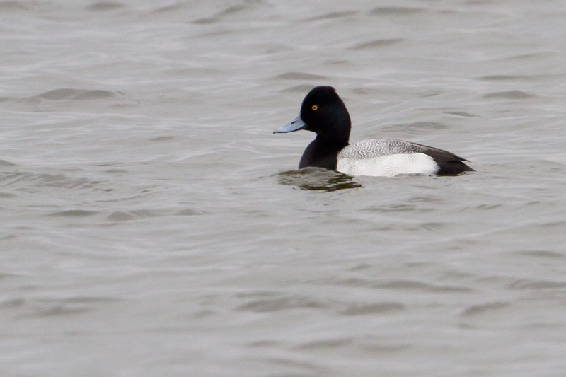 Kleine Topper man, Harderwijk, 28 jan. 2015. - foto: Jaap Denee