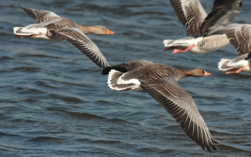 Hybride Kolgans x  Grauwe Gans met Grauwe Ganzen, Wieringerwerf, NH, 13 maart 2016. - foto: Fred Visscher
