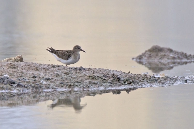 Temmincks Strandloper, Bergerden Gld, 2 sept. 2014. - foto: Harvey van Diek