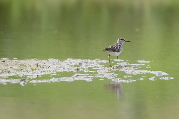 Bosruiter, Zwanenbroekje, Ooijpolder Gld , 28 april 2010. - foto: Harvey van Diek