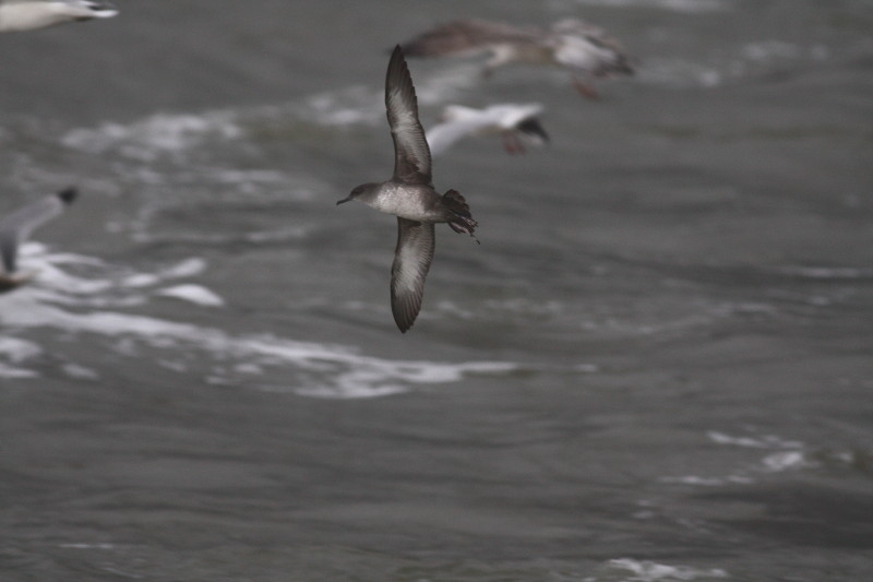 Vale Pijlstormvogel Ameland Fr, 28 nov. 2009. - foto: Maarten Immerzeel - waarneming.nl