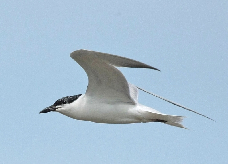 Lachstern adult, Schagerbrug NH, 1 aug. 2009.  - foto: Fred Visscher - waarneming.nl