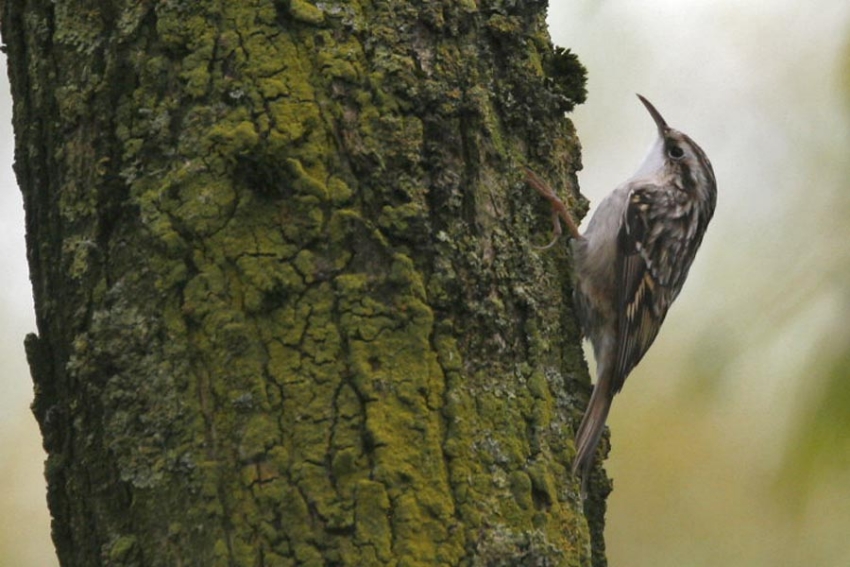 In theorie overal voorkomend waar bomen staan. Ooijpolder, maart 2007. - foto: Harvey van Diek