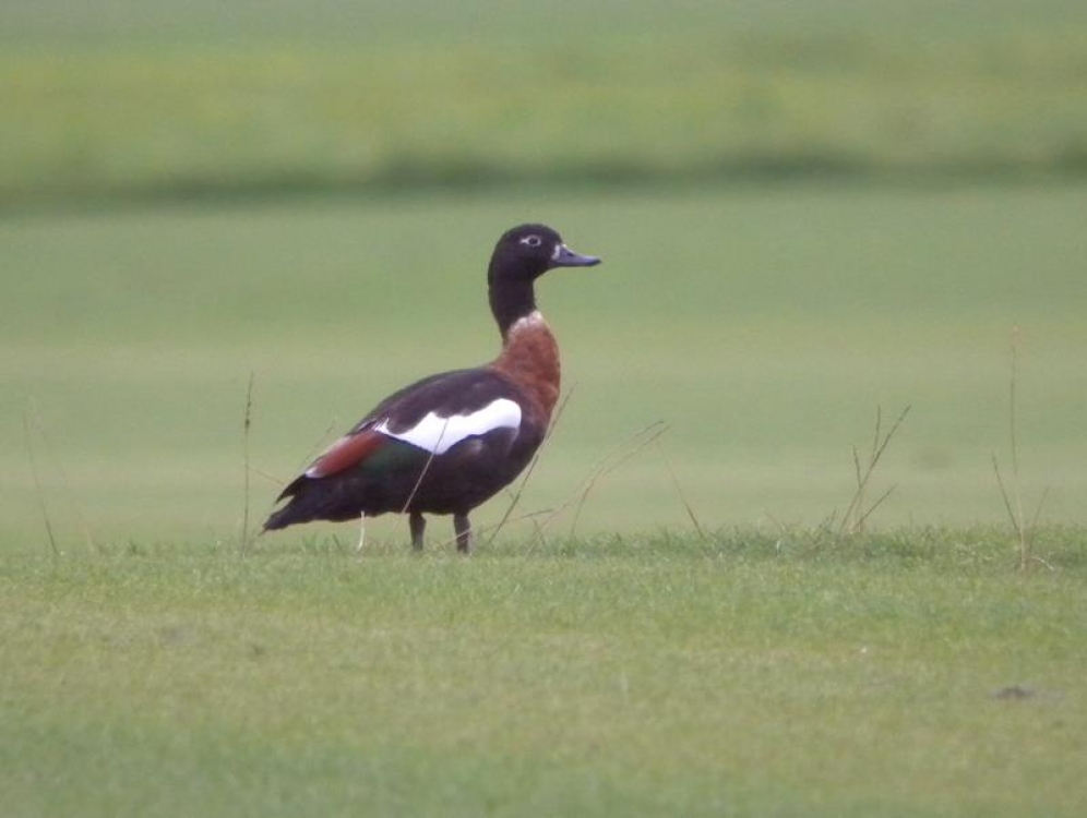 Vrouwtje Australische Bergeend, ook wel Australische Casarca genoemd, Wellsche Meer (Lim), 26 sept. 2020. - foto: Huub Crommentuyn | Waarneming.nl