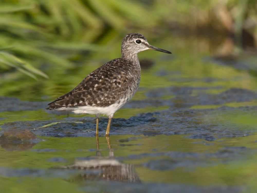 Bosruiter, in ons land geen broedvogel, maar doortrekker in voor- en najaar. - foto: Harvey van Diek