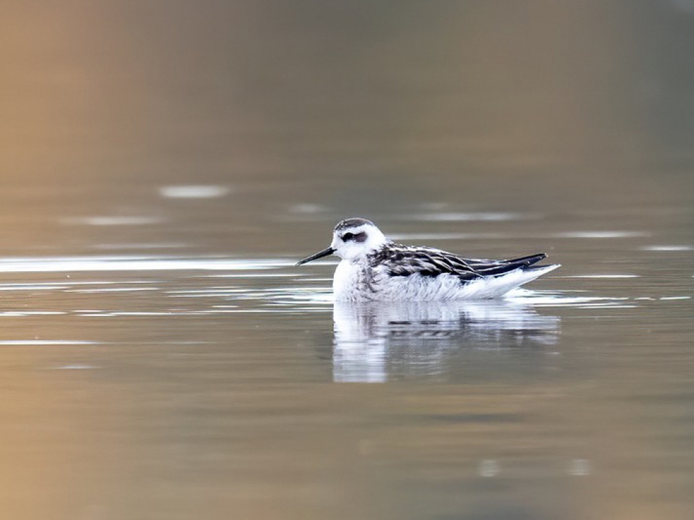 Grauwe Franjepoot in winterkleed. Meestal rusteloos ronddraaiend op het water, op zoek naar voedsel, soms ook even stilliggend, Breugel, NB, 19 nov. 2019. - foto: Alain Hofmans | Waarneming.nl