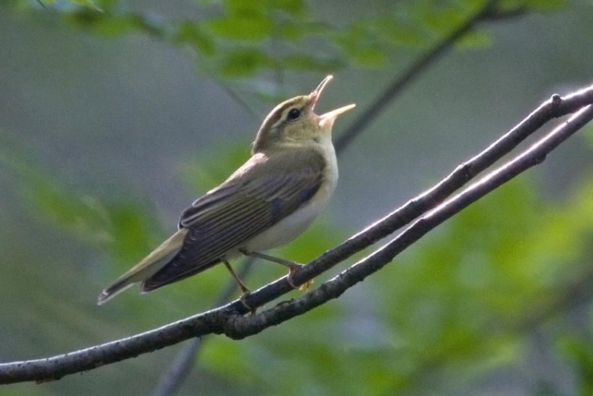 Zang begint vaak op tak, om daarna in baltsvlucht naar tak in andere boom over te gaan. Berg en Dal,, mei 2008.  - foto: Harvey van Diek