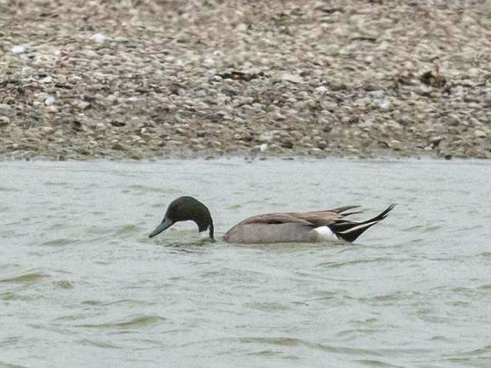 Hegewiersterfjild, Fr., 19 mei 2019. - foto: Wim van Zwieten | Waarneming.nl