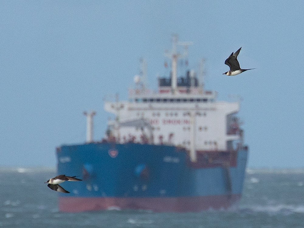 Harde aanlandende wind in het najaar is altijd goed voor Kleine Jagers, Westkapelle, ZL, 11 nov. 2020. - foto: Marcel Klootwijk | Waarneming.nl