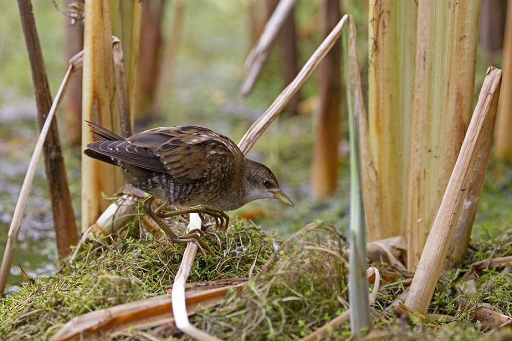 Juveniel, Budel, NB, 24 aug. 2020. - foto: Harvey van Diek