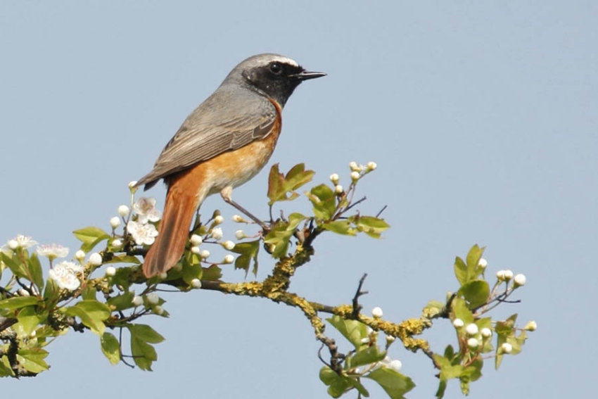 Tegenwoordig vooral in bossen broedend, meer regionaal ook in agrarisch landschap. Maasduinen, mei 2009. - foto: Harvey van Diek