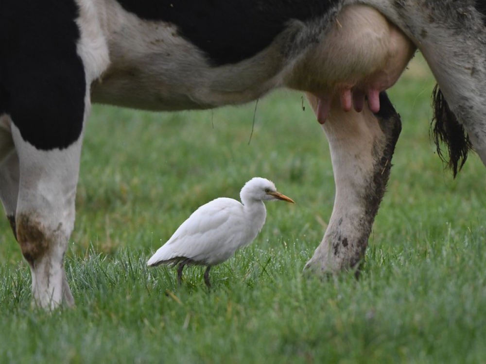 Koereiger, hoe kan het ook anders, tussen koeien, Alphen aan de Rijn, ZH, 26 nov. 2020. - foto: Bart van Beijeren | Waarneming.nl