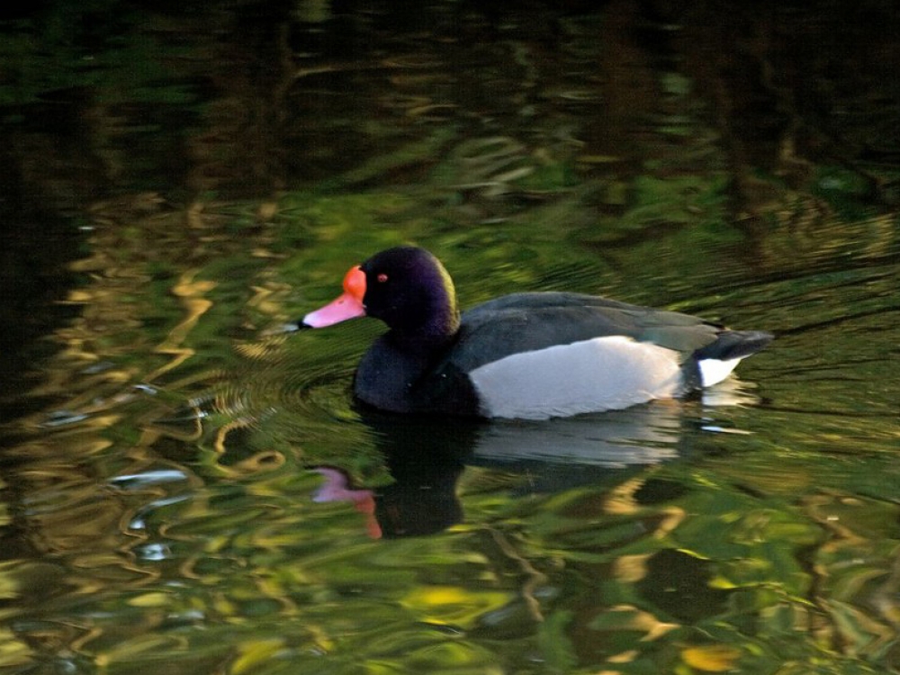 Ontsnapte man uit waterwildcollectie of dierentuin, Hoorn, NH, 17 nov. - foto: J.B.Daalhuisen | Waarneming.nl