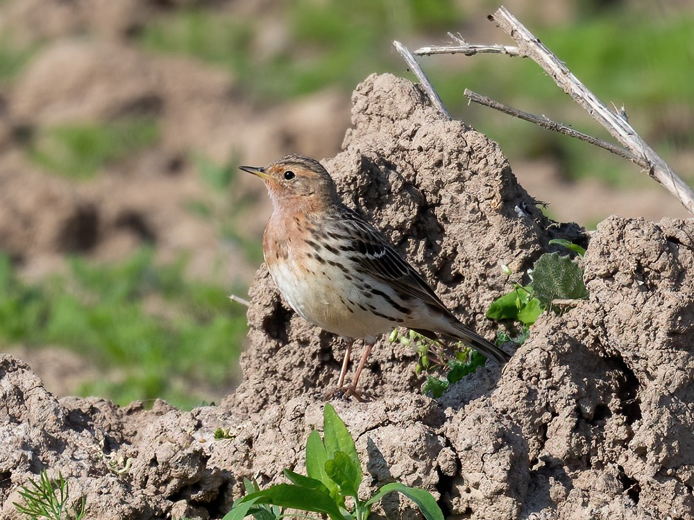 Zomerkleed vogel, Netterden, Gld, 16 mei 2020. - foto: Alain Hofmans | Waarneming.nl