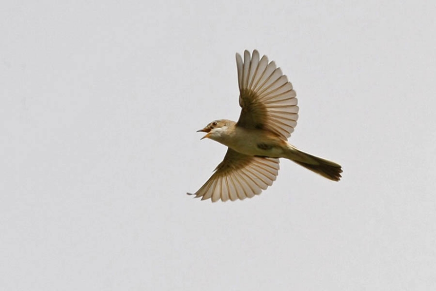 Zang tijdens opvallend baltsvluchtje vooral in eerste weken na aankomst heel gewoon. Ooijpolder, mei 2009. - foto: Harvey van Diek