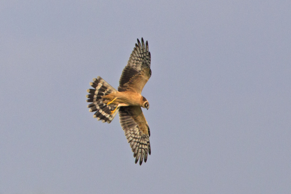 Juveniele Steppekiekendief - foto: Harvey van Diek