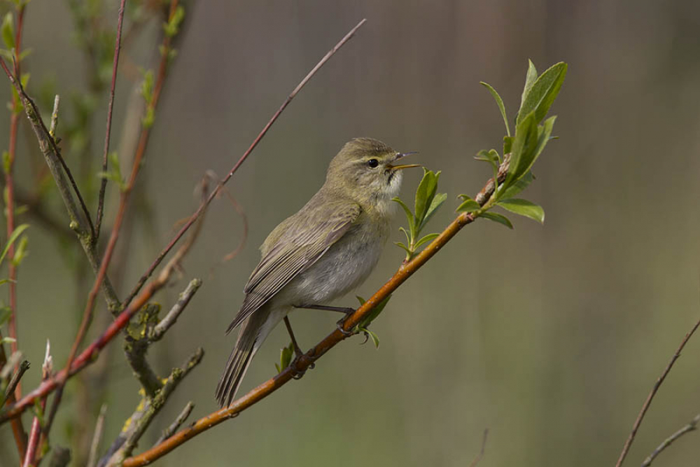 Licht gekleurd met meestal gelige tinten en lichte poten. Millingerwaard, Kekerdom, 12 april 2019. - foto: Harvey van Diek