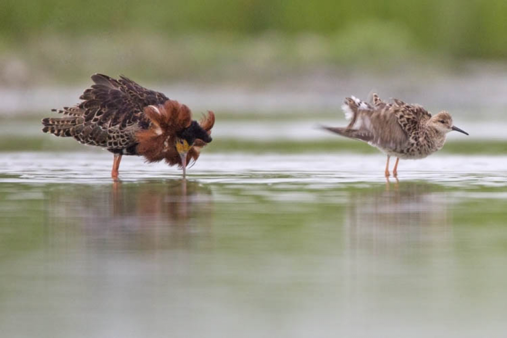 Baltsende Kemphanen in ons land zijn tegenwoordig zeldzaam. | Wommels, Fr, 15 mei 2015. - foto: Harvey van Diek