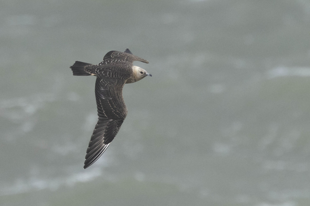 Een fraaie 1e jaars vogel langsvliegend. | Westkapelle, Zl, 17 sept 2022. - foto: Harvey van Diek