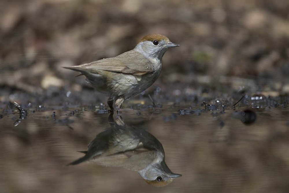 Het vrouwtje van de Zwartkop heeft een duidelijk bruin petje. | Heilig Landstichting, Gld, 29 april 2017. - foto: Harvey van Diek