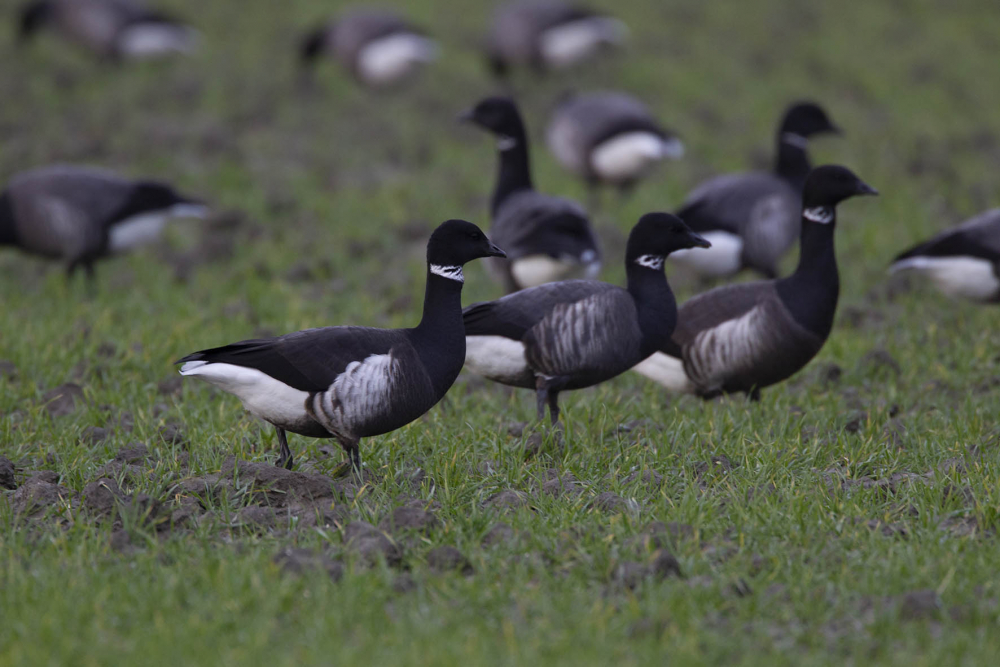 Van zo'n afstand knalt die witte flankvlek er wel uit, zeker tussen de normale Rotganzen. | Westenschouwen, ZL, 6 jan. 2020. - foto: Harvey van Diek