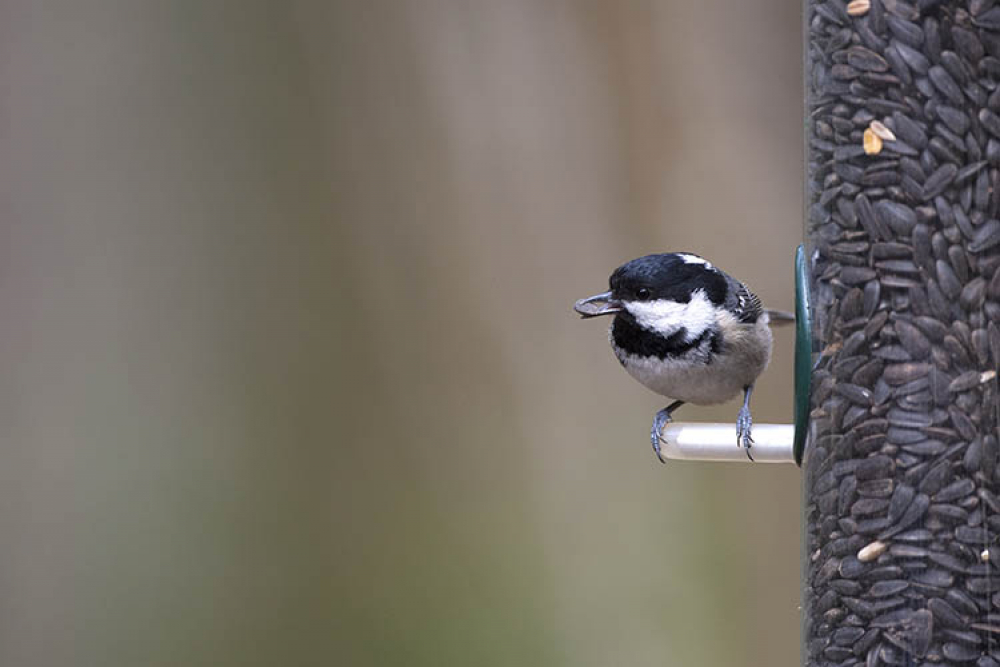 In een bosrijke omgeving komen Zwarte Mezen ook wel op voedertafels in achtertuinen. | Heilig Landstichting, Gld, 6 maart 2017. - foto: Harvey van Diek