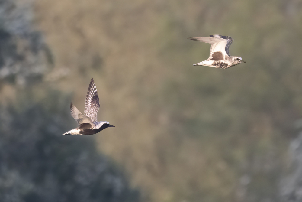 Zo fraai in zomerkleed zie je Zilverplevieren niet vaak, zeker niet zo mooi langs vliegend. | Kaliwaal, Druten, Gld, 17 mei 2023. - foto: Harvey van Diek