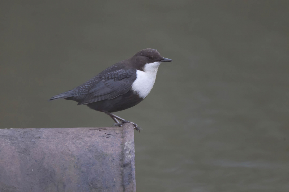 Het onderscheid tussen Roodbuik- en Zwartbuikwaterspreeuwen is niet gemakkelijk, maar zo van dichtbij valt de donkere (niet roestrode) buik wel op. | Ooijpolder, Nijmegen, Gld, 26 dec 2017. - foto: Harvey van Diek