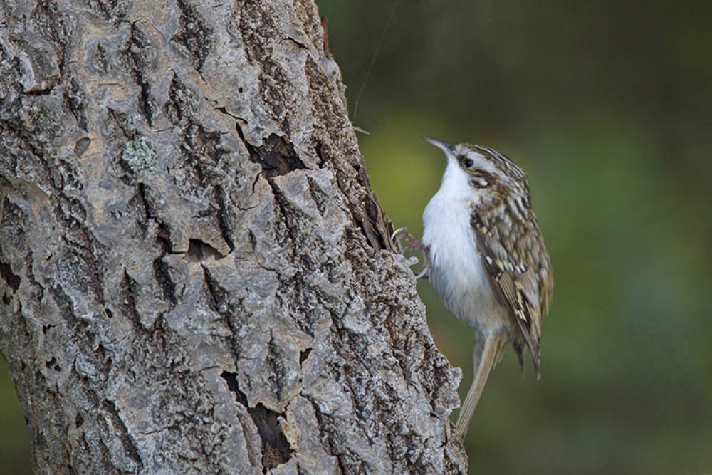 Witte flank, verspringende lichtgele 'trapje' op de vleugel en de enigszins 'besneeuwde' rug maken dit een echte Taigaboomkruiper. | Robbenjager, Texel, NH, 20 okt. 2016. - foto: Harvey van Diek