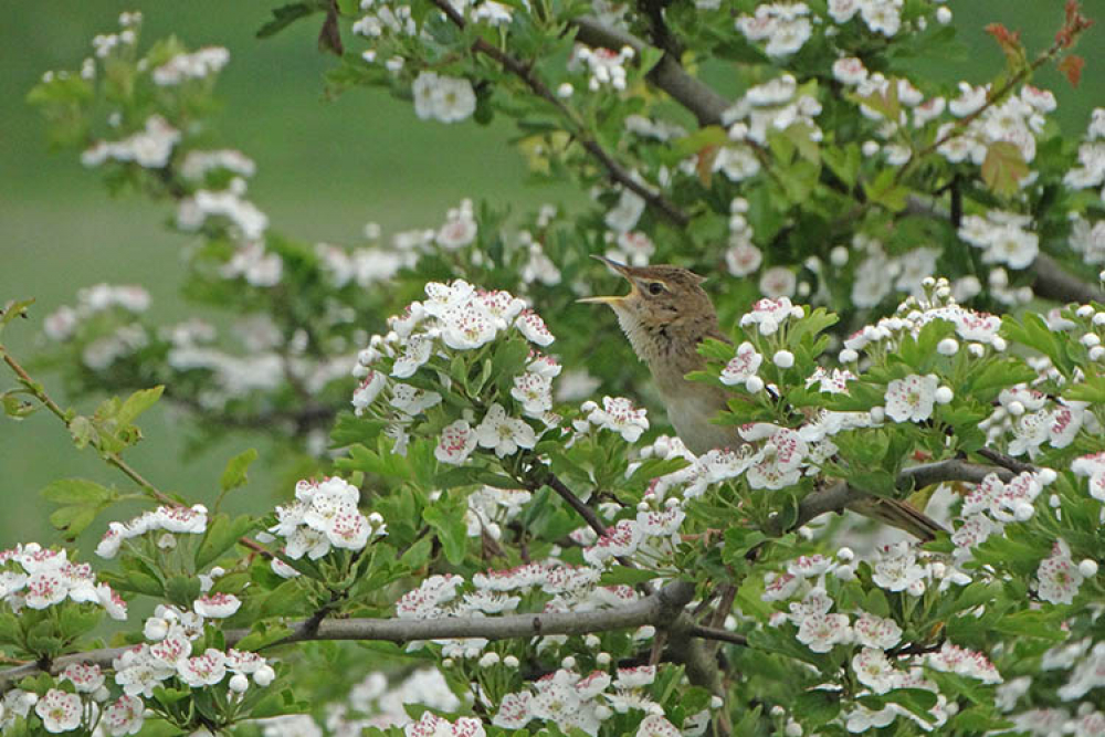 Meestal vanuit de dekking zingend. | Oosterhout, Gld, 10 mei 2016. - foto: Harvey van Diek