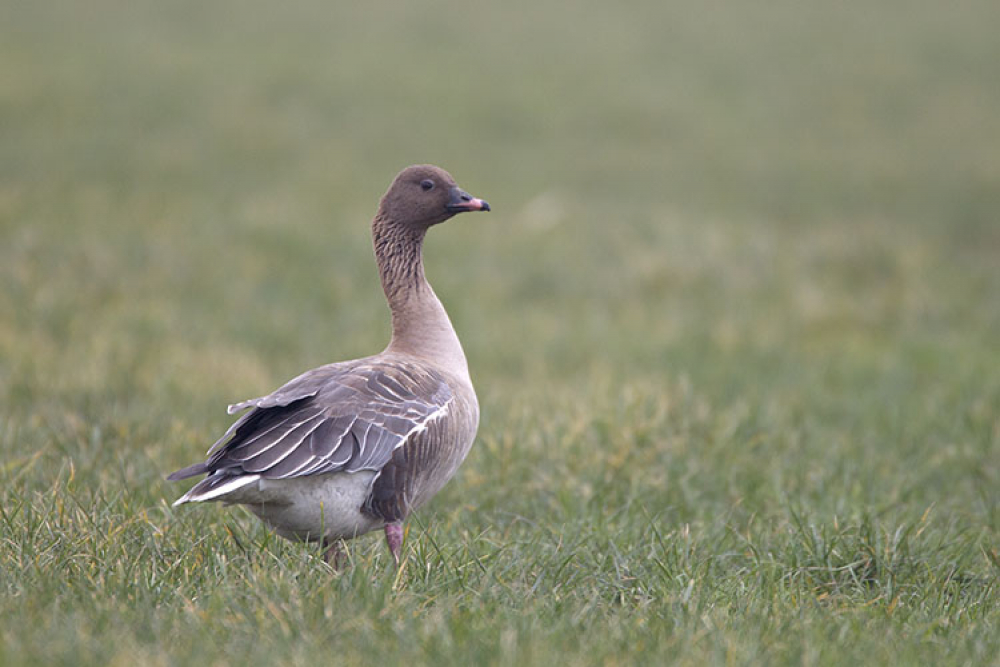 Compacte gans met donkere kop, dikke nek, leigrijze rug, roze poten en een roze bandje over de snavel. | Nijland, Fr, 15 feb. 2015. - foto: Harvey van Diek