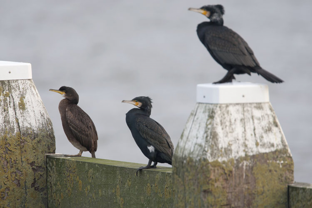 Bij directe vergelijking, op deze foto met rechts twee Aalscholvers, valt de relatief dunne rechte snavel op. Evenals de meer 'hoekige' kop. | IJmuiden, NH, 14 jan. 2012. - foto: Harvey van Diek