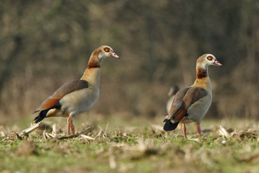 Paartje in broedbiotoop. Ooijpolder, april 2008. - foto: Harvey van Diek