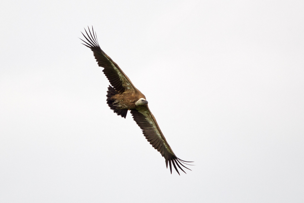 foto: Harvey van Diek