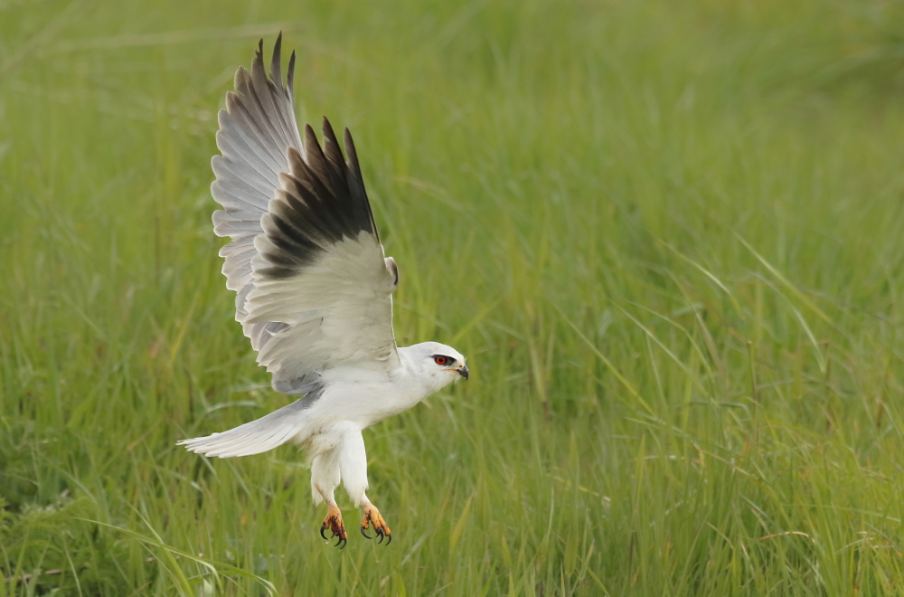 foto: Thijs Glastra