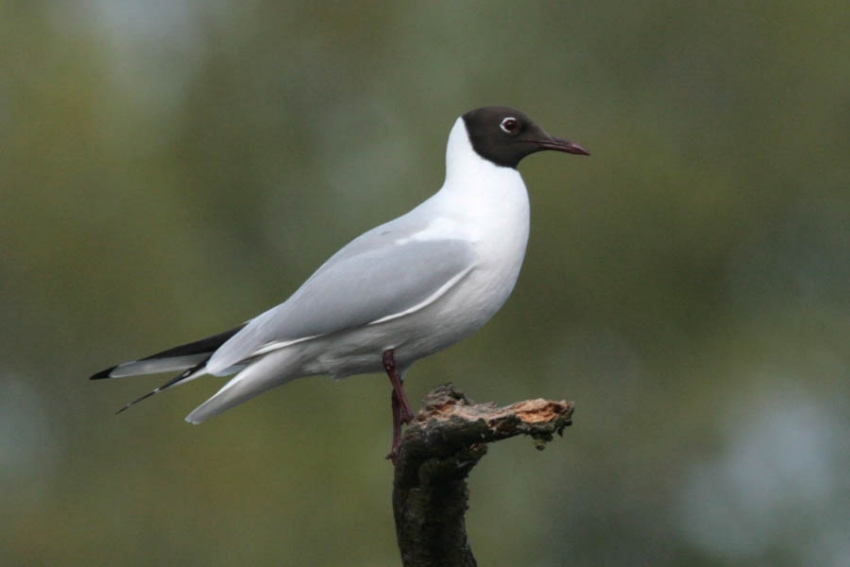 Adulte vogel geheel in broedkleed in geschikt broedbiotoop in mei: potentiële broedvogel. Hatert, mei 2008. - foto: Harvey van Diek