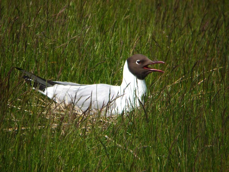 Broedende vogel op nest vaak goed zichtbaar. Texel, 20 mei 2009. - foto: Fred Hustings