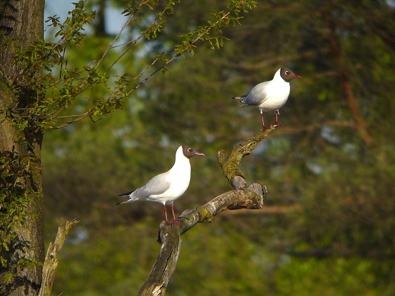 Broedvogels vaak op het water of in oeverbegroeiing te vinden, soms op bomen. Overasselt, 5 mei 2008. - foto: Fred Hustings