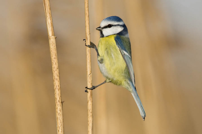 Ooijpolder, maart 2009. - foto: Harvey van Diek