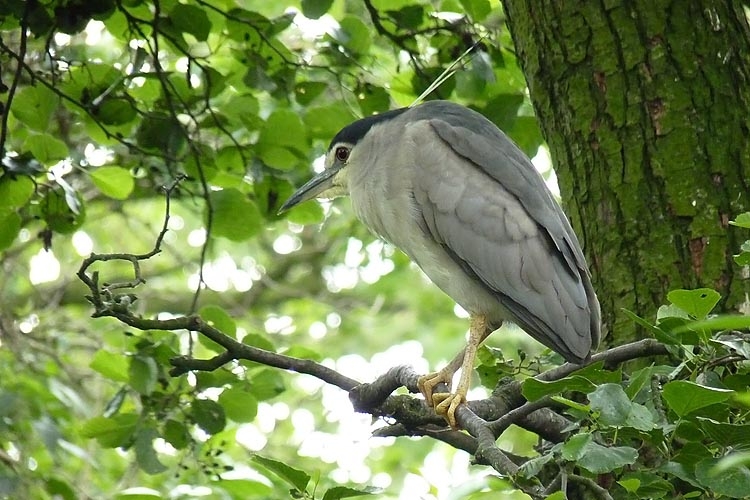 Adult (ongeringd). Amsterdam, 13 juni 2010. - foto: Harvey van Diek