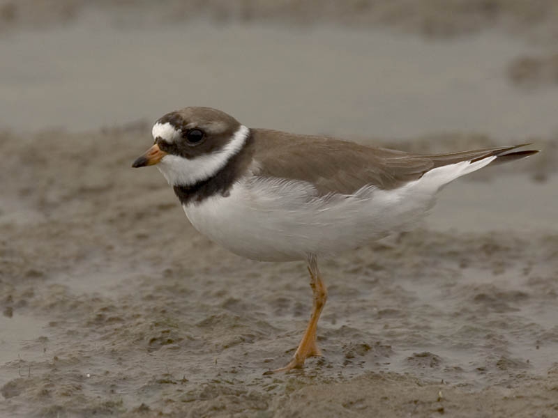 Bontbekplevier adult Lauwersmeer 24 mei 2009 - foto: Harvey van Diek